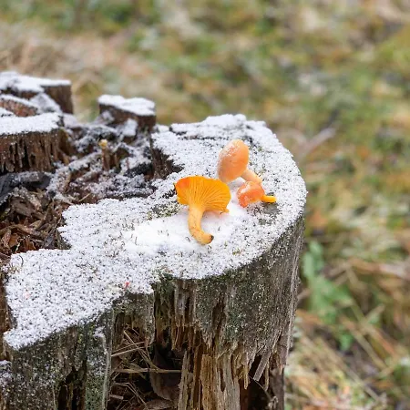 Dwarfs Overlooking Julian Alps Near Bled * 耶塞尼采