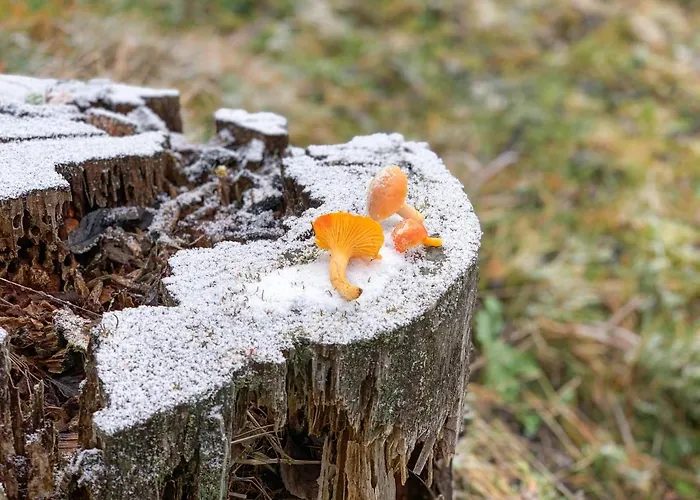 Dwarfs Overlooking Julian Alps Near Bled * Jesenice