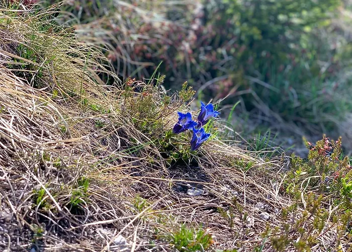 Dwarfs Overlooking Julian Alps Near Bled Tatil Evi *
