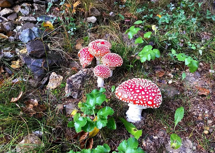 Dwarfs Overlooking Julian Alps Near Bled *
